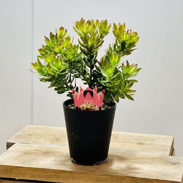 鉢花 観葉植物：リューカデンドロン ハーベスト*5号 リュウカ