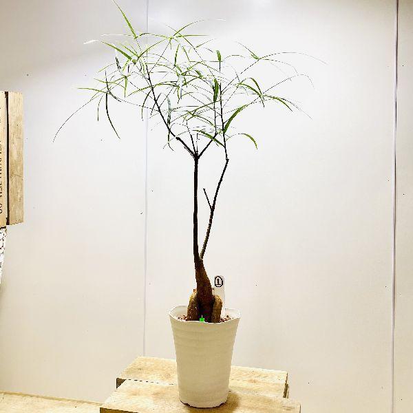 再値下げ おしゃれ 観葉植物 ボトルツリー ブラキキトン プラポット インテリアグリーン 初売りセール Southerncollegeofhealthsciences Com