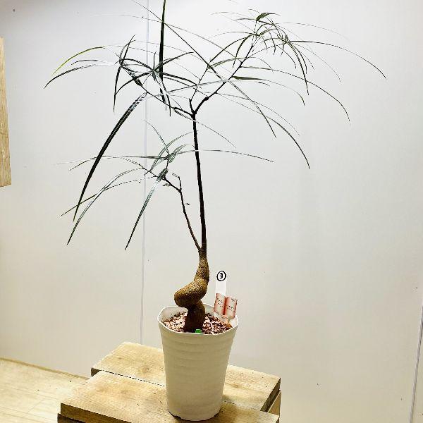 おしゃれ 観葉植物：ボトルツリー*ブラキキトン 現品をお届け 3番