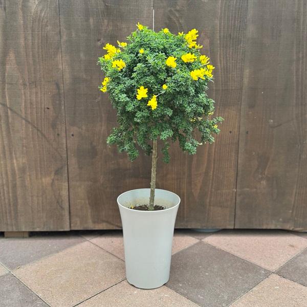 姫エニシダ　盆栽 鉢花 観葉植物：ヒメエニシダ スタンド*7号 姫エニシダ : 遊恵盆栽