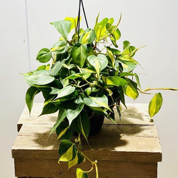 おしゃれ 観葉植物 ：フィロデンドロン オキシカルジューム