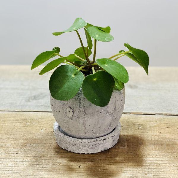 観葉植物 ピレア ペペロミオイデス 鉢植え 受皿付 パンケーキプランツ F6111v 遊恵盆栽 Yahoo 店 通販 Yahoo ショッピング