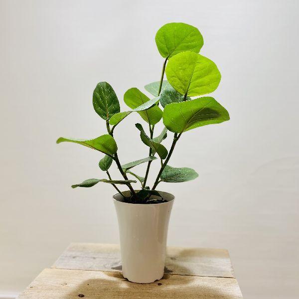 観葉植物 シーグレープの人気商品 通販 価格比較 価格 Com