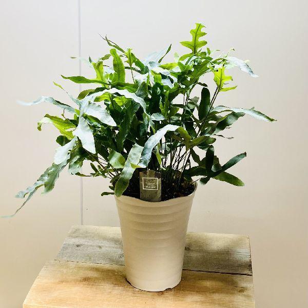 おしゃれ 観葉植物 フレボディウム オーレウム ブルースター 7号プラ鉢 F6119v 遊恵盆栽 Yahoo 店 通販 Yahoo ショッピング