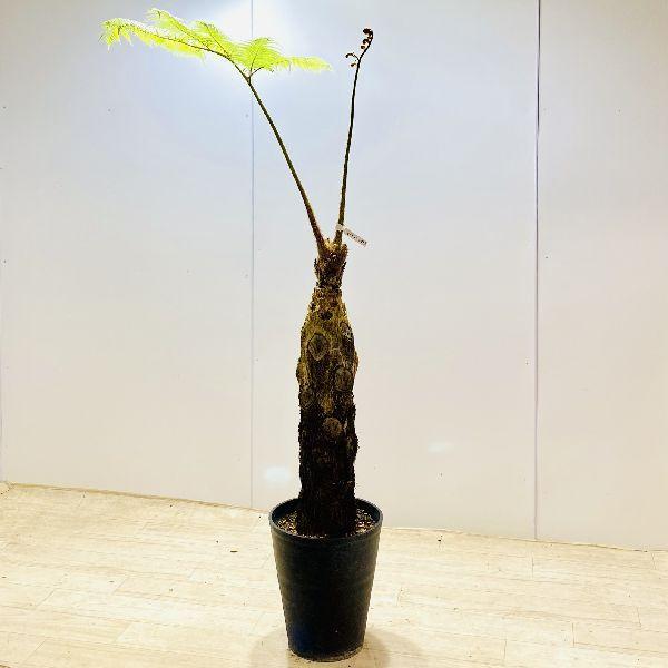 ヒカゲヘゴ　　シダ植物大苗 ヒカゲヘゴ シダ植物大苗