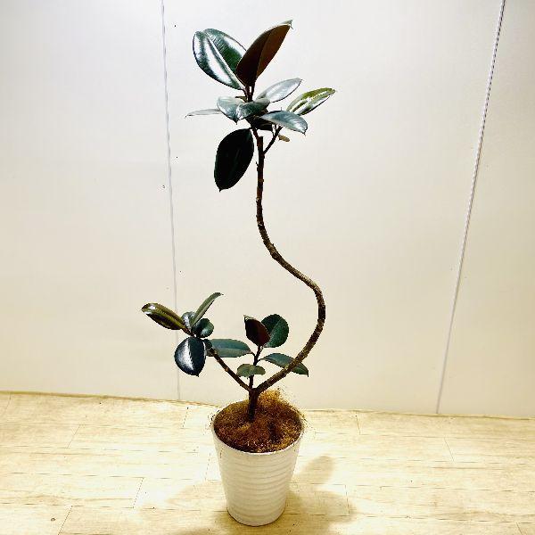 おしゃれ 観葉植物：フィカス バーガンディ*鉢植え クロゴムの木 