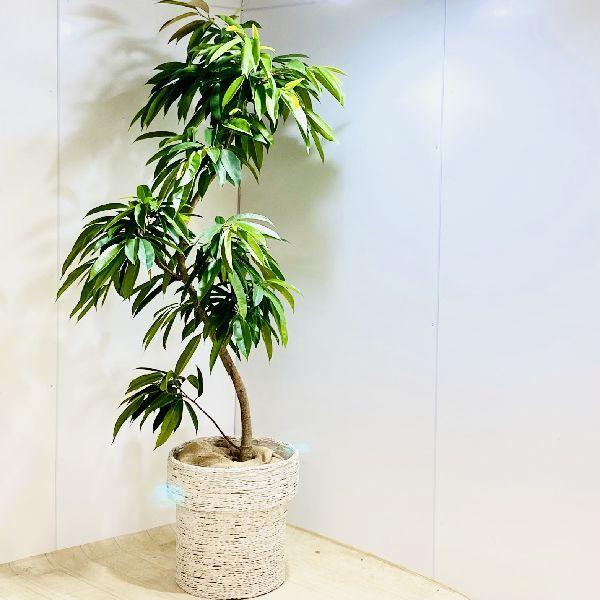 おしゃれ 観葉植物 フィカス アムステルダム 鉢カバー 麻布付き 大型佐川急便配送 F6135v 遊恵盆栽 Yahoo 店 通販 Yahoo ショッピング