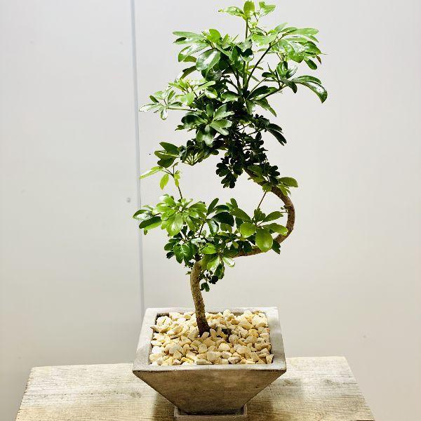観葉植物 シェフレラ レナータ 緑葉 鉢植え 受皿付 F6136v 遊恵盆栽 Yahoo 店 通販 Yahoo ショッピング