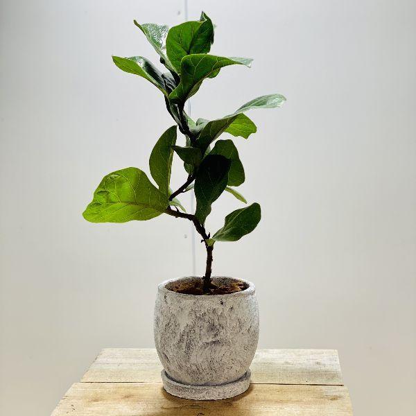 おしゃれ 観葉植物 カシワバゴムの木 バンビーノ 陶器鉢 受皿付 バークチップ F6139v 遊恵盆栽 Yahoo 店 通販 Yahoo ショッピング