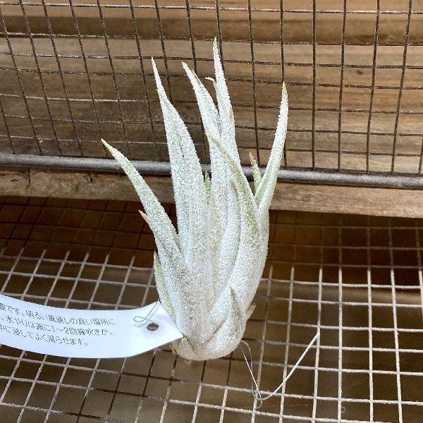 おしゃれ 観葉植物 エアープランツ チランジア ミトラエンシス F6147v 遊恵盆栽 Yahoo 店 通販 Yahoo ショッピング