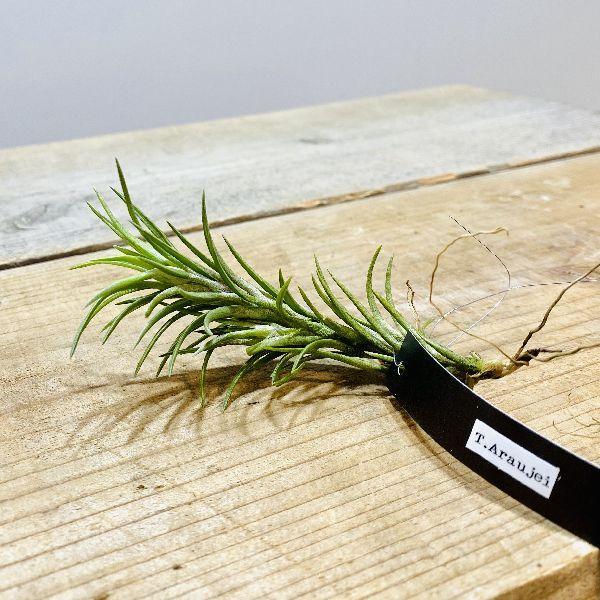 おしゃれ 観葉植物 エアープランツ チランジア アラウジェイr エアプランツ F6150v 遊恵盆栽 Yahoo 店 通販 Yahoo ショッピング