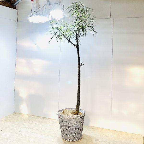 おしゃれ 観葉植物:ブラキキトン ボトルツリー 鉢カバー*大型 おしゃれ 観葉植物:ブラキキトン ボトルツリー 鉢カバー*大型
