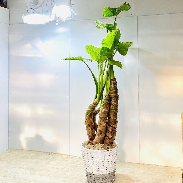 おしゃれ 観葉植物：クワズイモ*鉢カバーセット 大型佐川便配送 現品を 