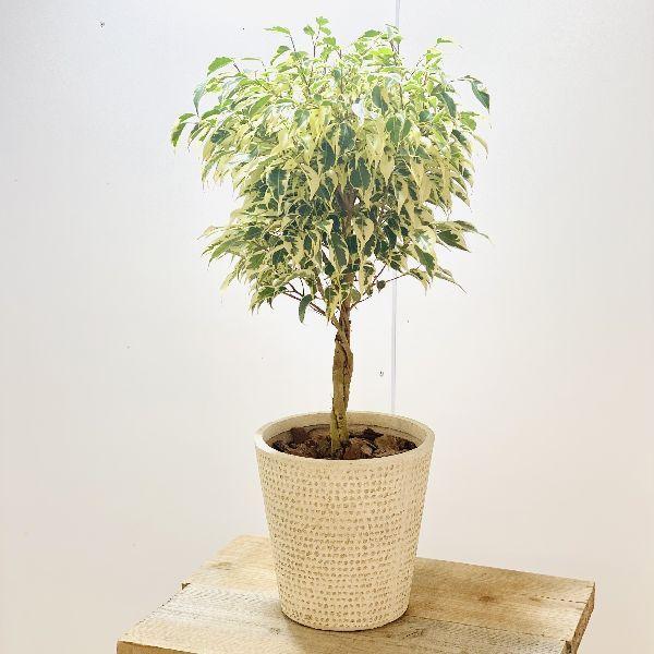観葉植物 ねじり フィカス 斑入りベンジャミン 鉢植え バークチップ F6163v 遊恵盆栽 Yahoo 店 通販 Yahoo ショッピング