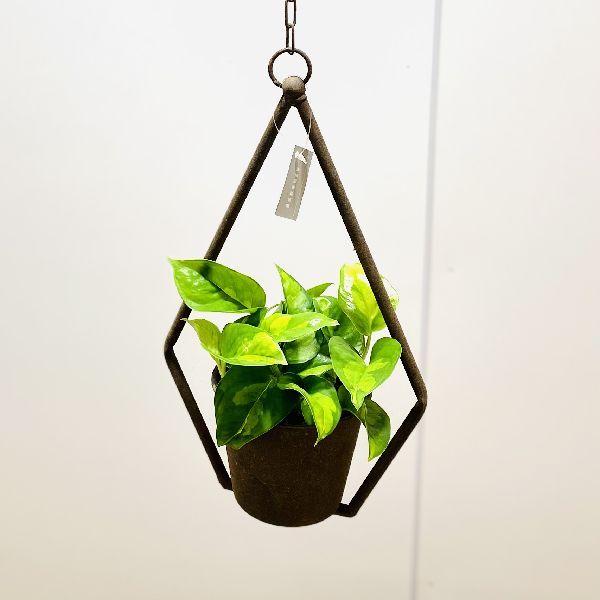 おしゃれ 観葉植物 ポトス グローバルグリーン アイアンポット 吊り F6164v 遊恵盆栽 Yahoo 店 通販 Yahoo ショッピング