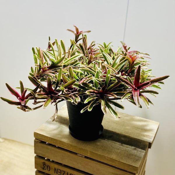 観葉植物 ネオレゲリア ファイヤーボール 現品 大型ヤマト便 F6169v 遊恵盆栽 Yahoo 店 通販 Yahoo ショッピング