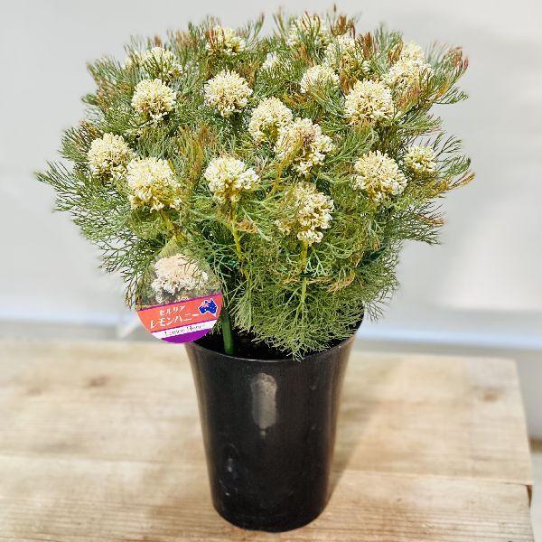 おしゃれ 観葉植物 花苗 セルリア レモンハニー 5号 F6184v 遊恵盆栽 Yahoo 店 通販 Yahoo ショッピング