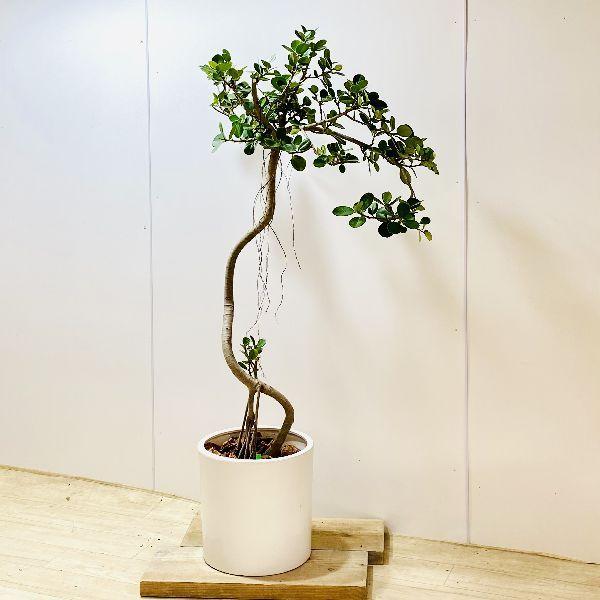 スプリングフェア おしゃれ 観葉植物 フィカス パンダガジュマル 陶器鉢 大型佐川便配送 現品をお届け 売り尽くしセール Www Ueber It
