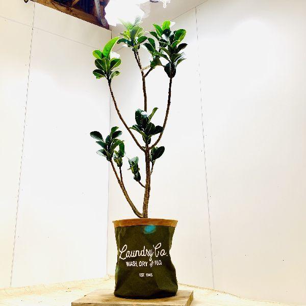 おしゃれ 観葉植物：フィカスアポロゴムの木*鉢カバー 現品をお届け