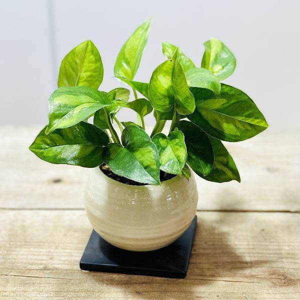 おしゃれ 観葉植物 ポトス グローバルグリーン 鉢植え 受皿付 F60v 遊恵盆栽 Yahoo 店 通販 Yahoo ショッピング