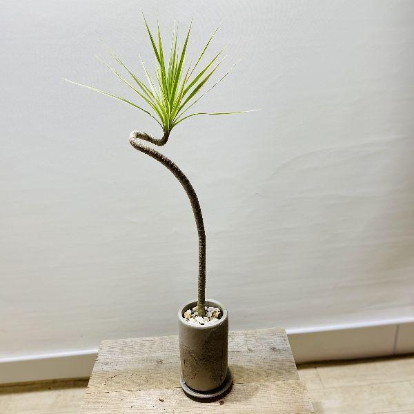 おしゃれ 観葉植物：選べるドラセナ コンシンネ*鉢植え 受皿付 : 遊恵