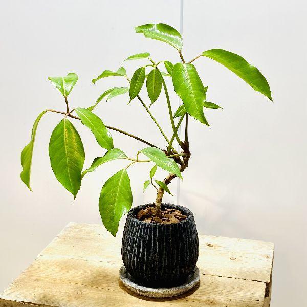 現品 シェフレラ ツピタンサス 33番 観葉植物 インテリアグリーン 室内