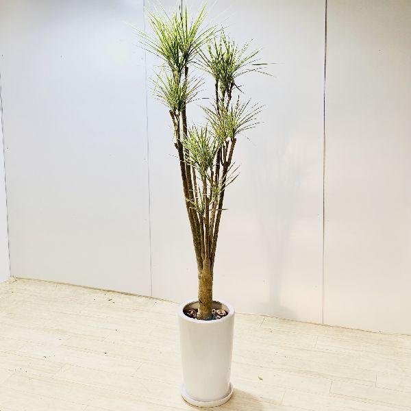 ぽっきりsale対象 おしゃれ 観葉植物 ドラセナ コンシンネ ホワイボリー 陶器鉢 受皿付 バークチップ 大型佐川便配送 受賞店舗 Www Pictoaplicaciones Com