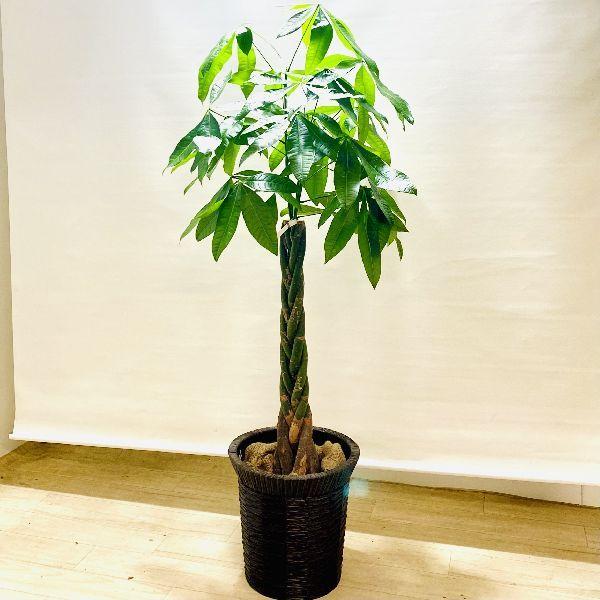 おしゃれ 観葉植物 パキラ カゴ付き 麻布付き 大型佐川便配送 F69v 遊恵盆栽 Yahoo 店 通販 Yahoo ショッピング