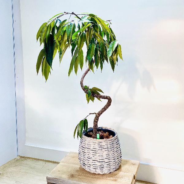 おしゃれ 観葉植物 フィカス アムステルダム 鉢カバー 2梱包でお届け F6216v 遊恵盆栽 Yahoo 店 通販 Yahoo ショッピング
