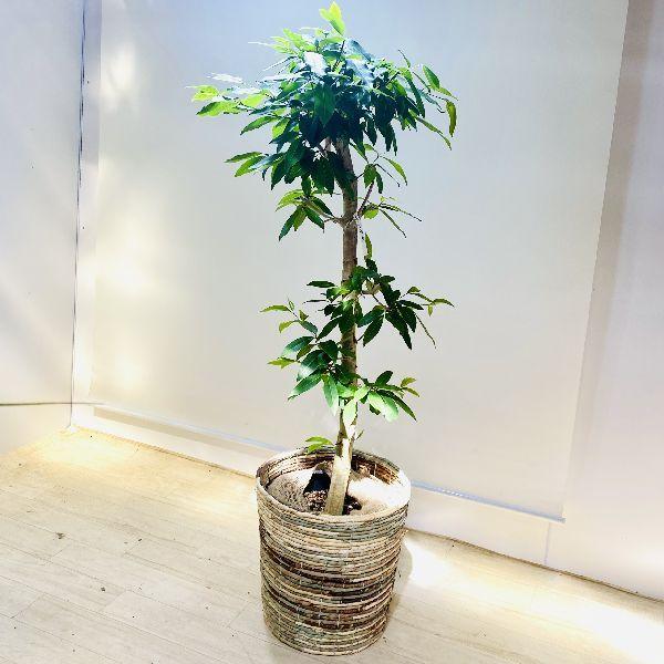 麻 布 観葉植物の人気商品 通販 価格比較 価格 Com