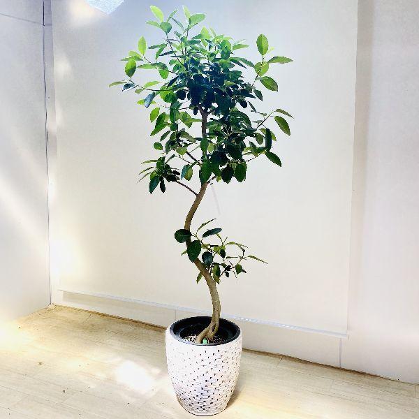 おしゃれ 観葉植物：フランスゴムの木*鉢植え 白カバー付 現品をお届け