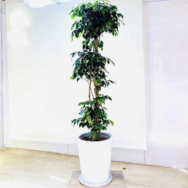 おしゃれ 観葉植物 ブラック ベンジャミン 陶器鉢 受皿付 バークチっプ 大型佐川急便配送 現品をお届け F6234v 遊恵盆栽 Yahoo 店 通販 Yahoo ショッピング