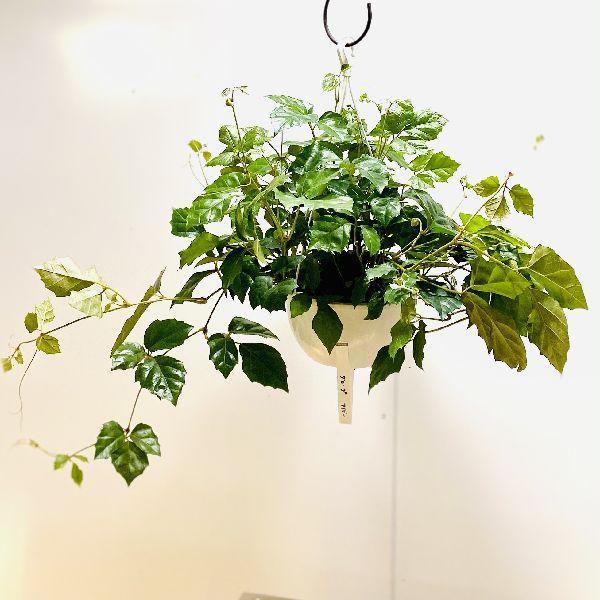 おしゃれ 観葉植物 シッサス グレープアイビー 吊り 6号 F6235v 遊恵盆栽 Yahoo 店 通販 Yahoo ショッピング