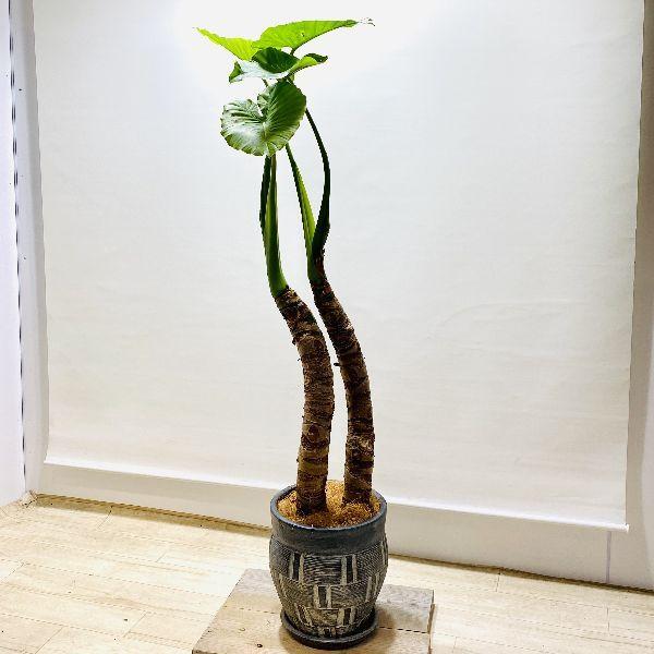 おしゃれ 観葉植物 クワズイモ 鉢植え 受皿付 ココヤシ 大型佐川急便配送 現品をお届け F6258v 遊恵盆栽 Yahoo 店 通販 Yahoo ショッピング