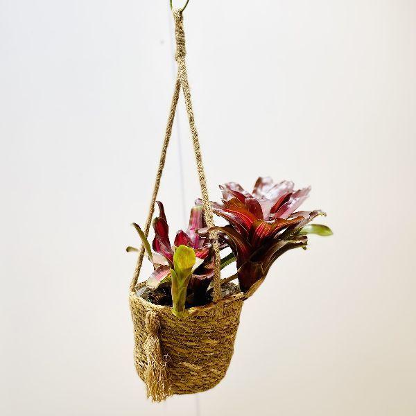 おしゃれ 着生植物 観葉植物 ネオレゲリア サンセットボール カゴハンキング 吊り F6264v 遊恵盆栽 Yahoo 店 通販 Yahoo ショッピング