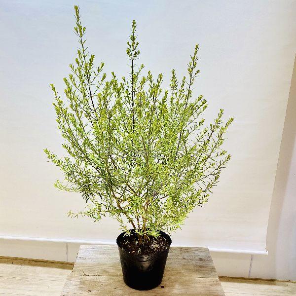苗 観葉植物：ウエストリンギア ライムライト*6号 : 遊恵盆栽 Yahoo!店