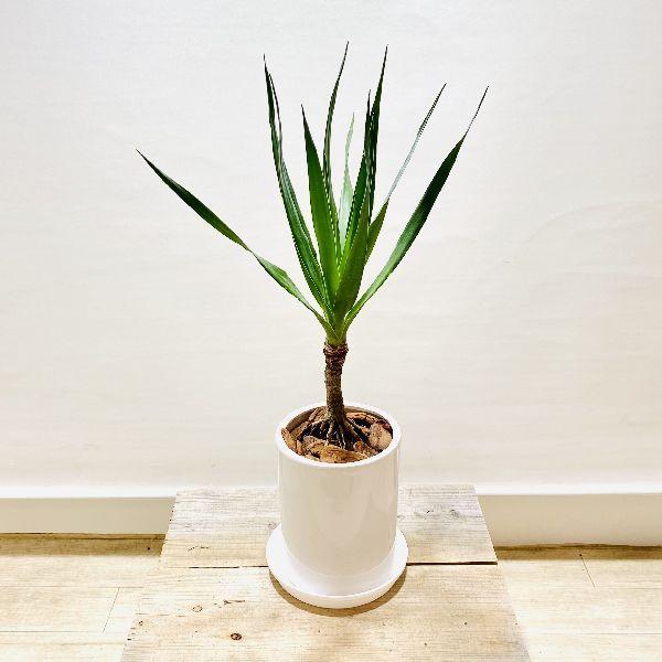 おしゃれ 観葉植物 ドラセナ ドラコ 鉢植え プラ受皿付 バークチップ F6275v 遊恵盆栽 Yahoo 店 通販 Yahoo ショッピング