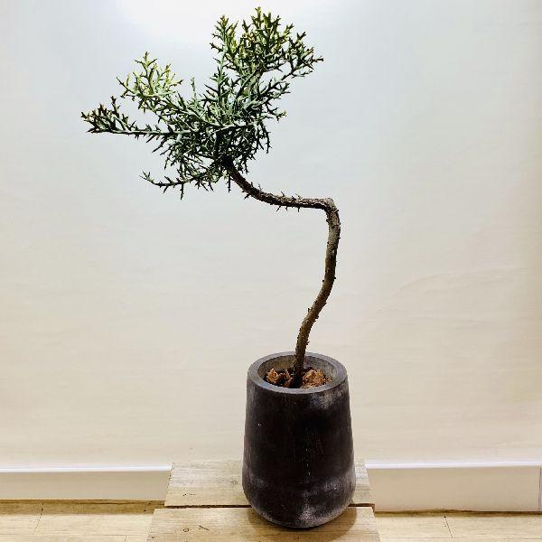 ユーフォルビア ステノクラーダ 大株 引き取り限定 ユーフォルビア ステノクラーダ 大株 引き取り限定 ユーフォルビア