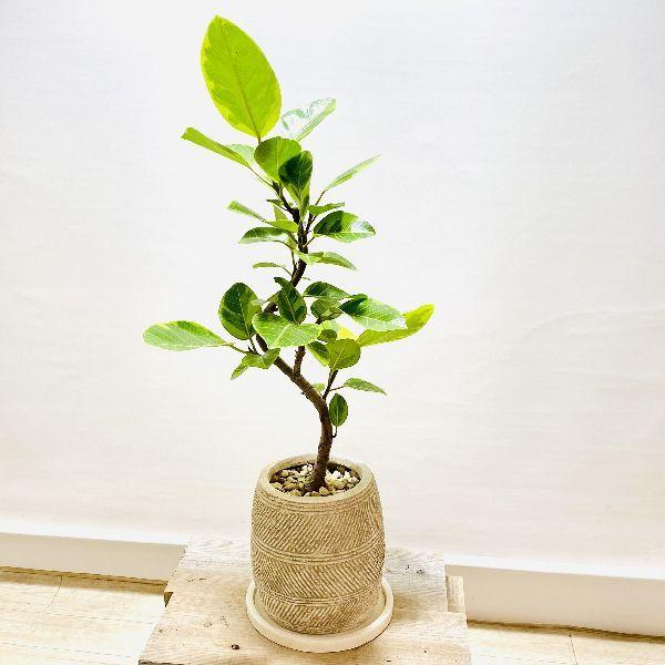 おしゃれ 観葉植物 フィカス アルテシーマ 鉢植え 受皿付 F6284v 遊恵盆栽 Yahoo 店 通販 Yahoo ショッピング