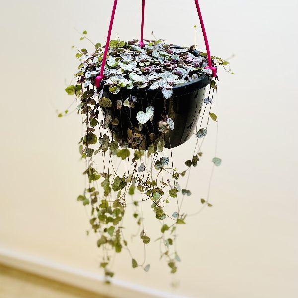 おしゃれ 観葉植物 ハートカズラ 吊り鉢 6号 F6295v 遊恵盆栽 Yahoo 店 通販 Yahoo ショッピング