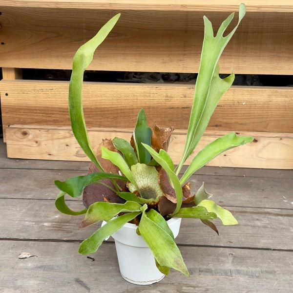 おしゃれ 観葉植物 ビカクシダ コウモリラン ネザーランド プラポット 5号 F6298v 遊恵盆栽 Yahoo 店 通販 Yahoo ショッピング