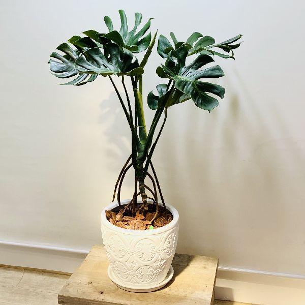 【観葉植物】モンステ ラ※受皿付 観葉植物 モンステラ6号(カラーポッド赤・受け皿付き)‐サムライフラワー