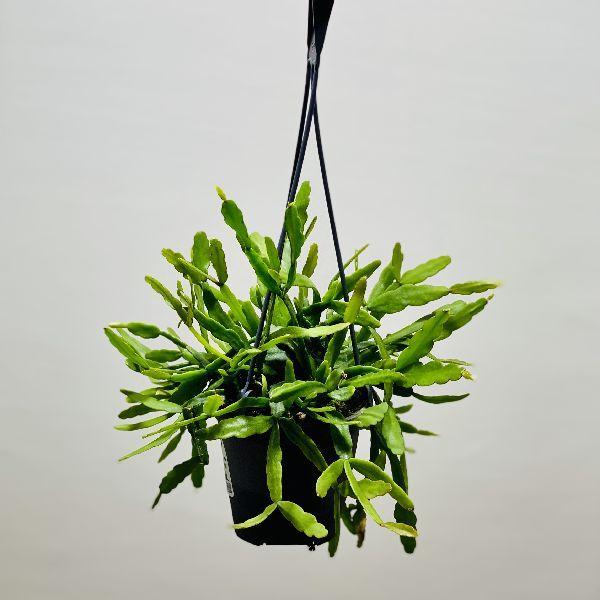 観葉植物 リプサリスの人気商品 通販 価格比較 価格 Com