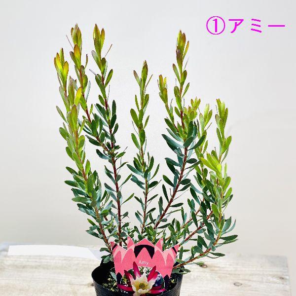 鉢花 観葉植物：リューカデンドロン*各種選べます 4.5号