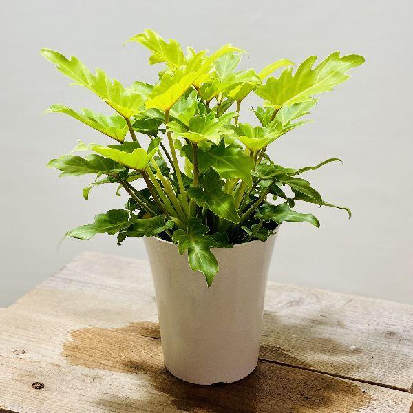 クッカバラ 観葉植物の人気商品 通販 価格比較 価格 Com