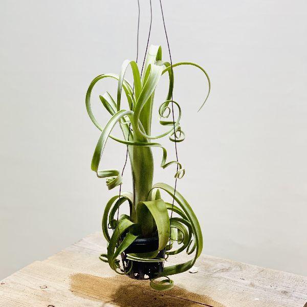 チランジア カーリースリム エアープランツ 楽天市場】観葉植物：チランジア エアープランツ カーリースリム 吊り