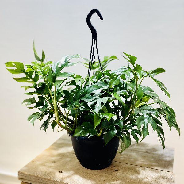 おしゃれ 観葉植物 ヒメモンステラ 7号 吊り鉢 姫モンステラ F6336v 遊恵盆栽 Yahoo 店 通販 Yahoo ショッピング