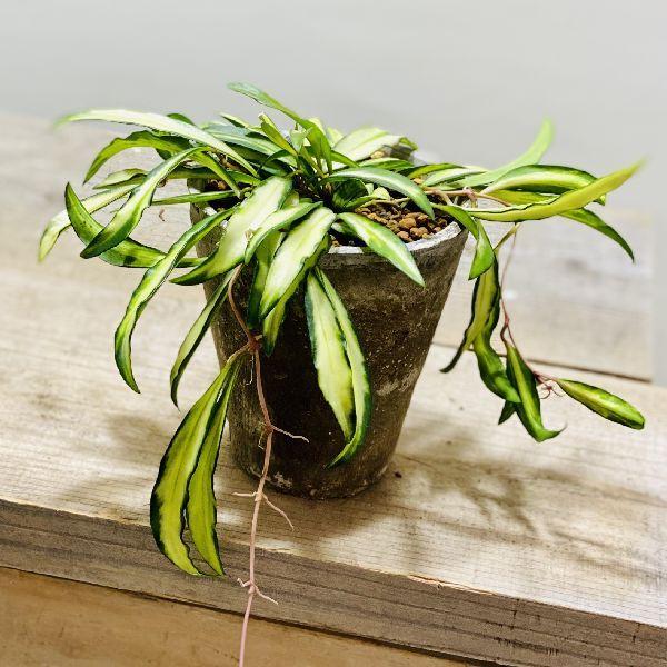 観葉植物 ホヤの人気商品 通販 価格比較 価格 Com