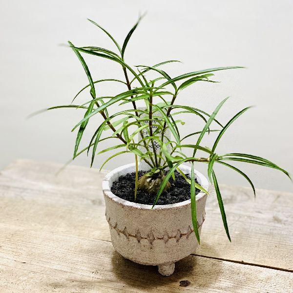 アリ植物 観葉植物 ヒドノフィツム パフィー 鉢植え F6343v 遊恵盆栽 Yahoo 店 通販 Yahoo ショッピング