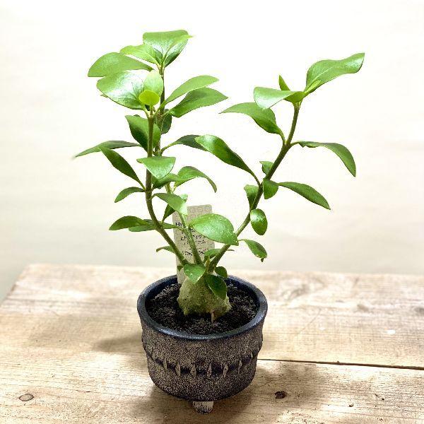 アリ植物 観葉植物 ヒドノフィツム パプアナム 鉢植え F6344v 遊恵盆栽 Yahoo 店 通販 Yahoo ショッピング